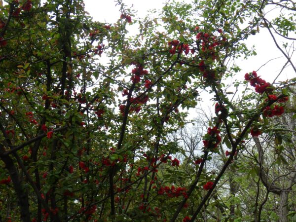 日本庭園のボケ