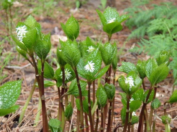 密なヒトリシズカ