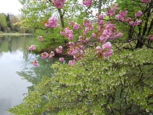 ドウダンツツジとヤエザクラ