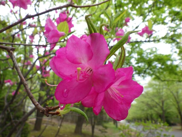 エゾヤシオツツジ