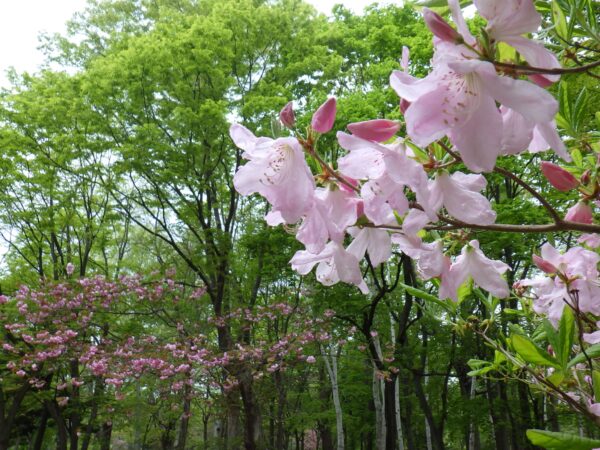 クロフネツツジとヤエザクラ