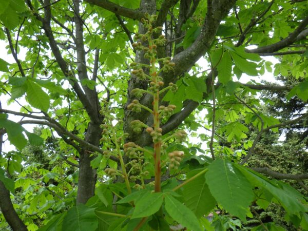 ベニバナトチノキ