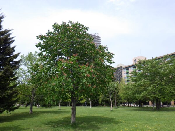 体育センター前のベニバナトチノキ