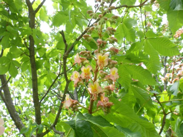 ベニバナトチノキの花