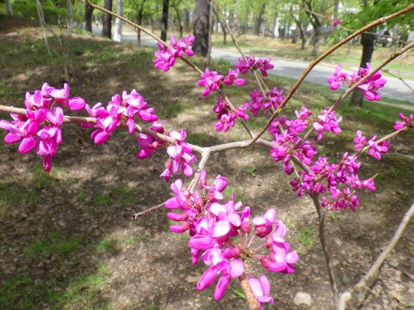 樹林地のハナズオウ