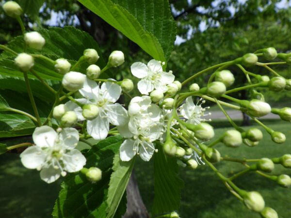 アズキナシの花