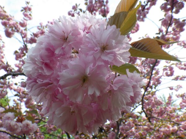 ポンポン咲きのヤエザクラ