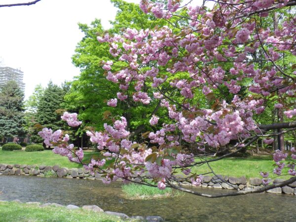 鴨々川沿いのヤエザクラ