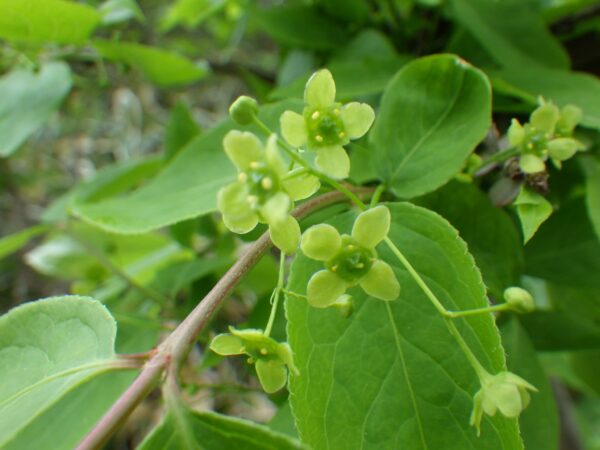 菖蒲池横のニシキギ