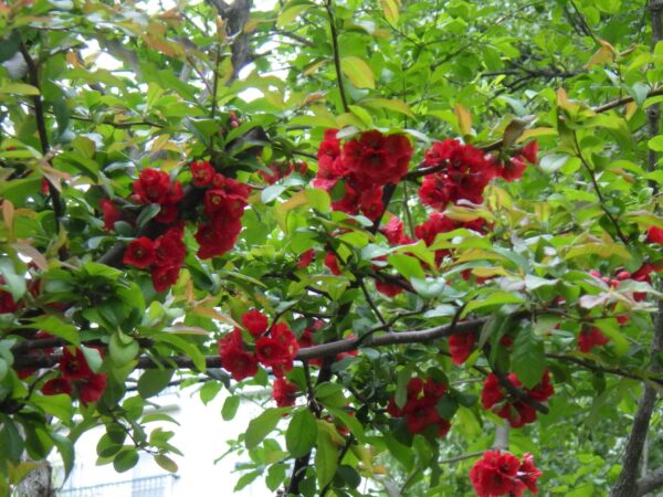 日本庭園のボケ