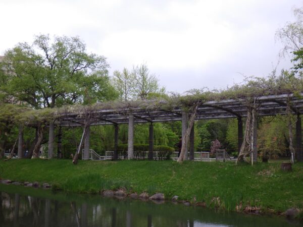 日本庭園と菖蒲池の間にある藤棚