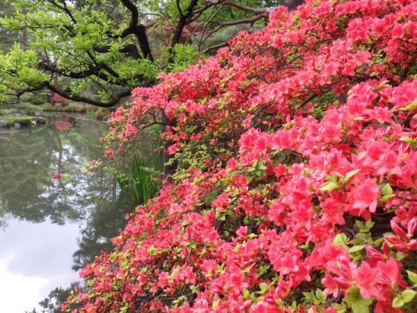 日本庭園のヤマツツジ