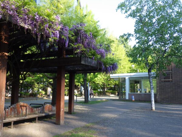 中島公園駅3番出口横の藤棚