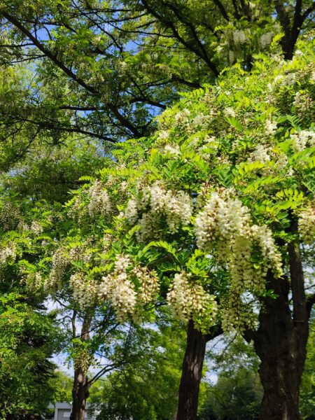 ニセアカシア