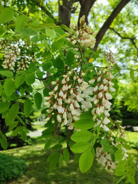 ニセアカシアの花