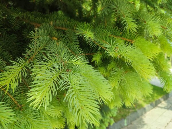 プンゲンストウヒの若葉