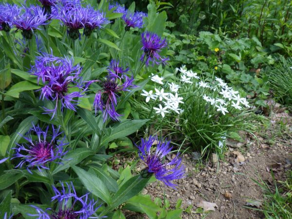 セントーレアとオーニソガラム