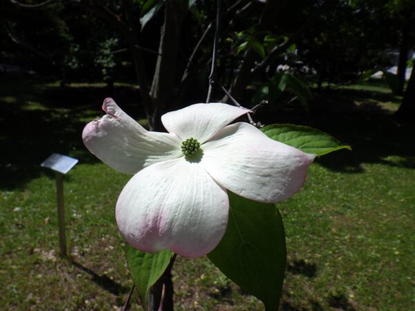 アメリカヤマボウシ