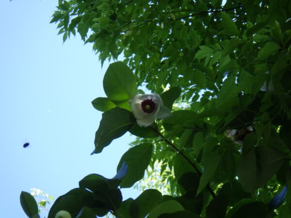 オオヤマレンゲの花