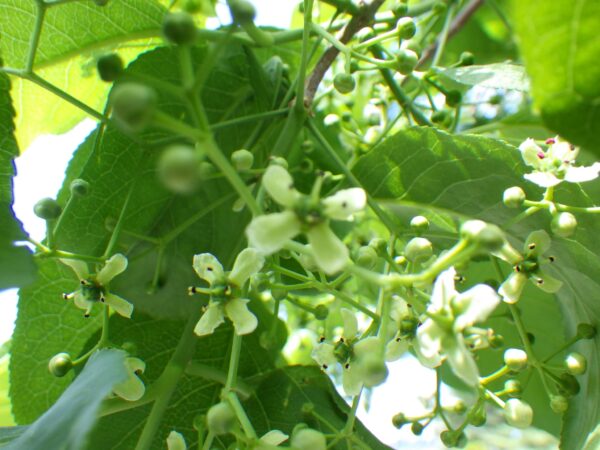 日本庭園横のマユミ
