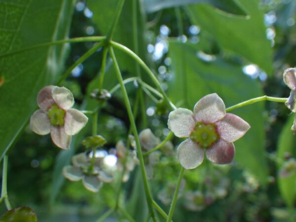 菖蒲池横のツリバナ