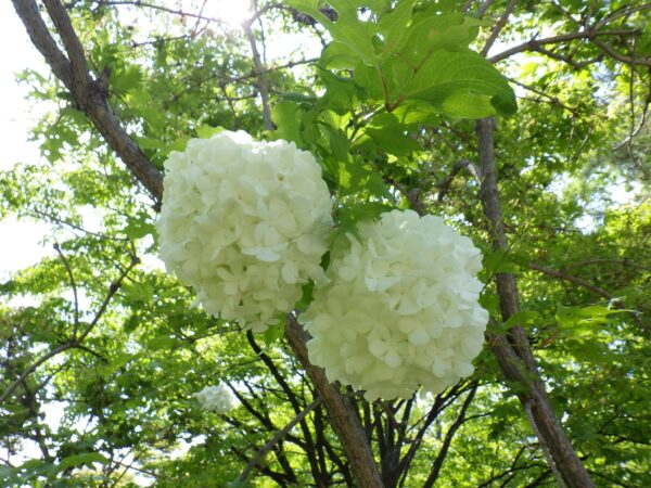 菖蒲池横のテマリカンボク