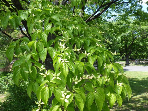 菖蒲池横のヤマボウシ
