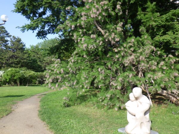 香りの広場のギョリュウ