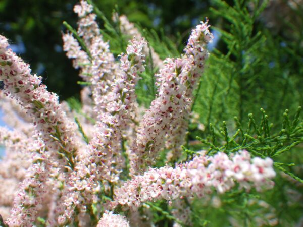 ギョリュウの花