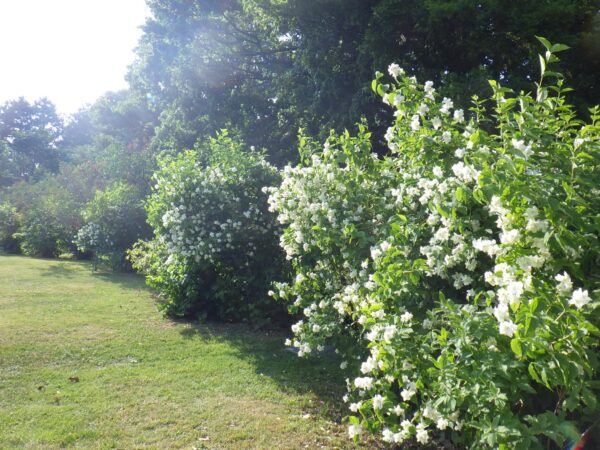 香りの広場のバイカウツギ