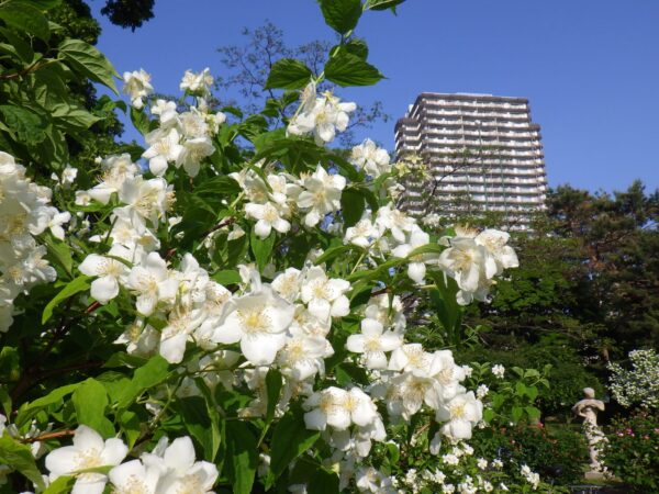 さわやかなバイカウツギの花
