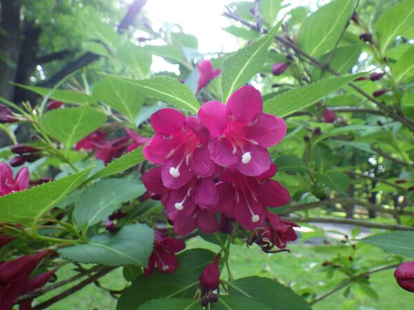 鮮やかなベニウツギの花