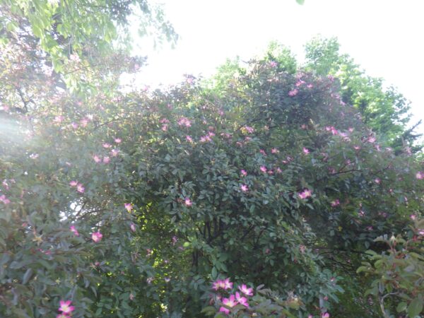 香りの広場のロサグラウカ