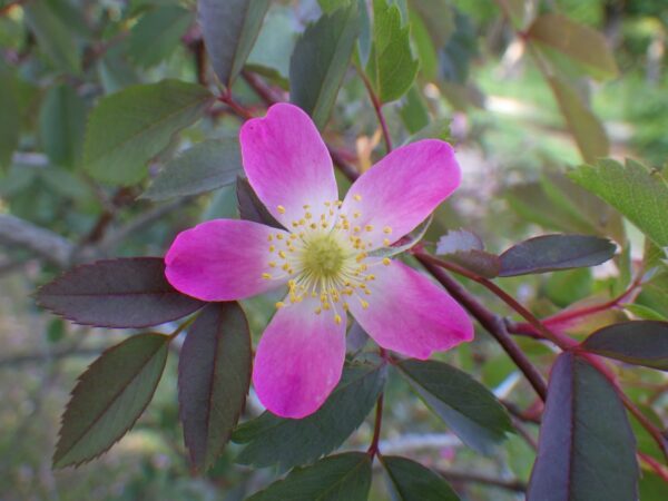 ロサグラウカの花