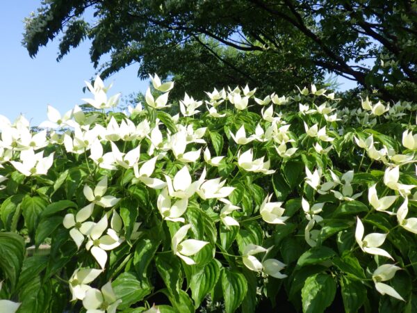 ヤマボウシの花