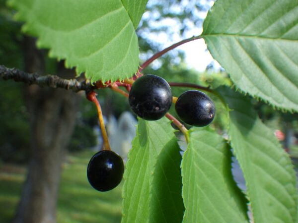 エゾヤマザクラのサクランボ