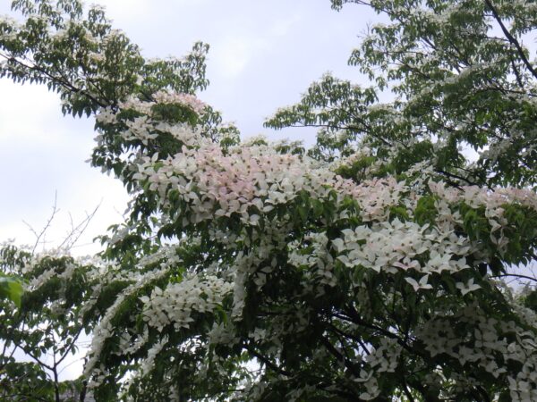 菖蒲池横のヤマボウシ