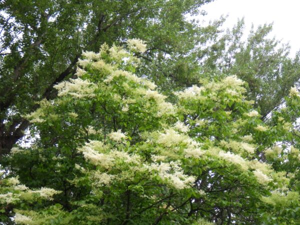 菖蒲池そばのハシドイ