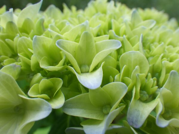 アジサイがたくさん