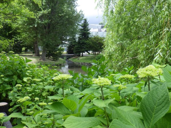 菖蒲池とアジサイ