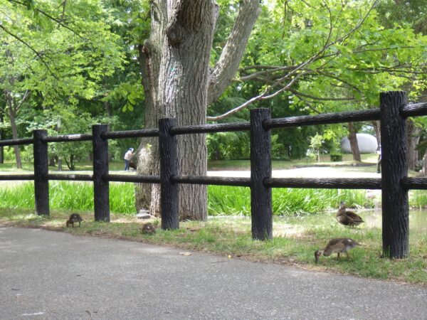 ごはんタイムの鳥さん