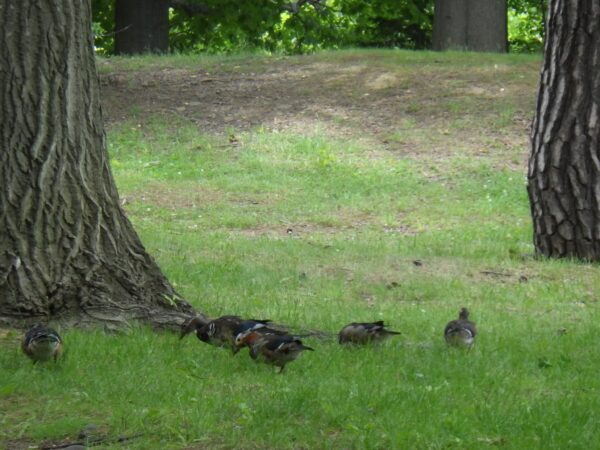 食べるのに必死な鳥さん