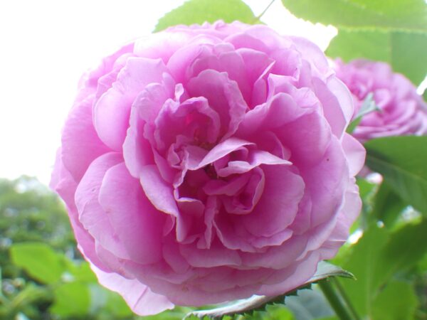 香りの広場のバラ