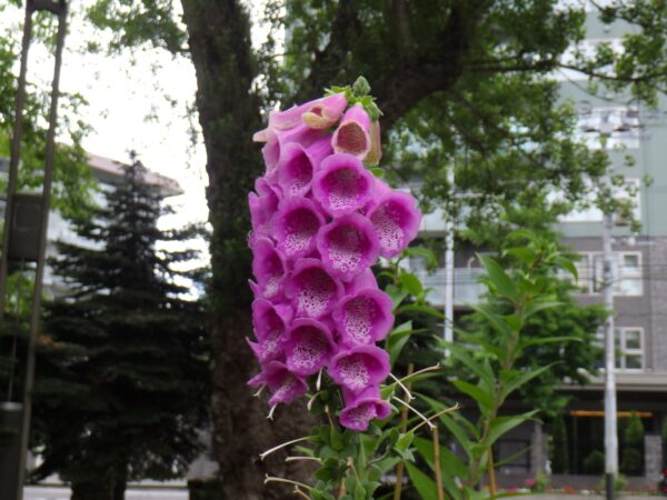 幌平橋駅の花壇のジギタリス1