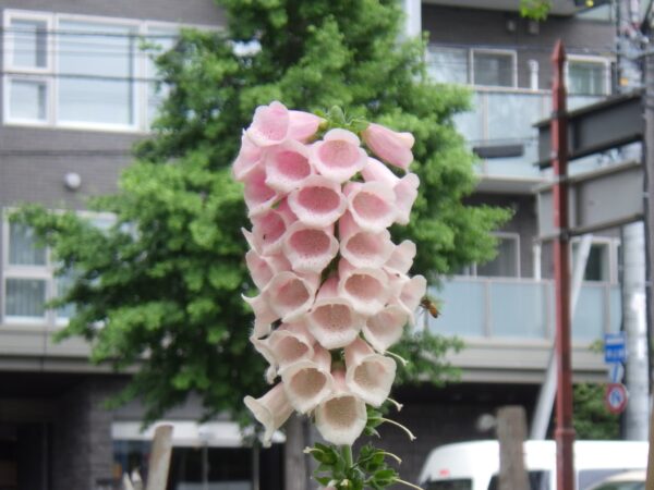 幌平橋駅の花壇のジギタリス2