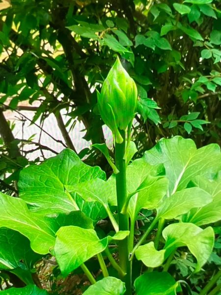 これはなんでしょう