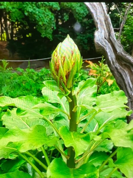 これもなんでしょう