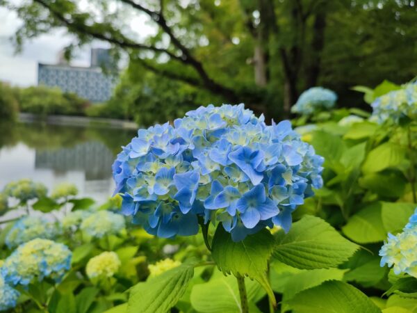 あともう少しのアジサイ