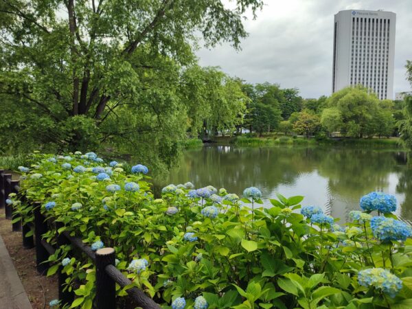 菖蒲池のアジサイ