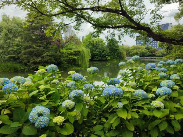 菖蒲池のアジサイ2